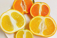 今一番旬の柑橘３種詰め合わせセット　約4～5kg　【9,980円(税抜)以上のご注文で送料無料】