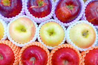 秋のりんご3種食べ比べセット　各4玉計12玉　【9,980円以上のご注文で基本送料無料！】